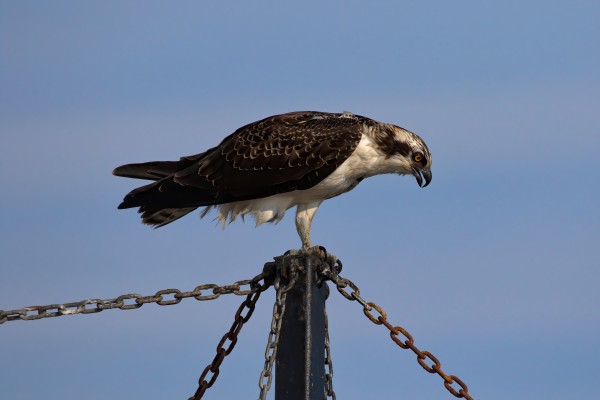 Precarious Perch by Peter Pasterczyk